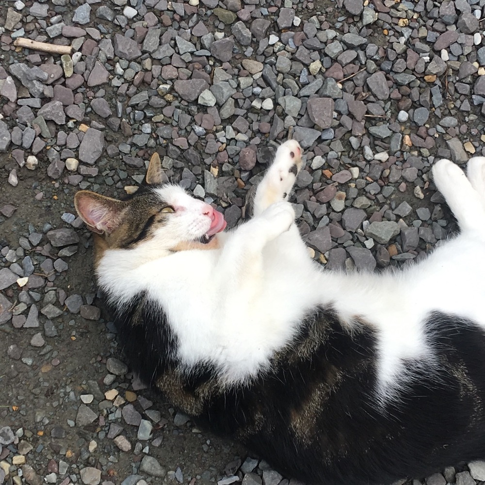 Meet your Posher, Morgan